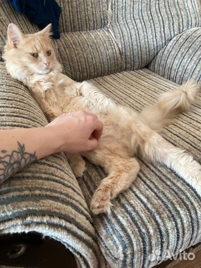 Котик в дар