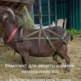 Сарай для содержания коз. Полы в сарае для коз. Кормушки для коз.