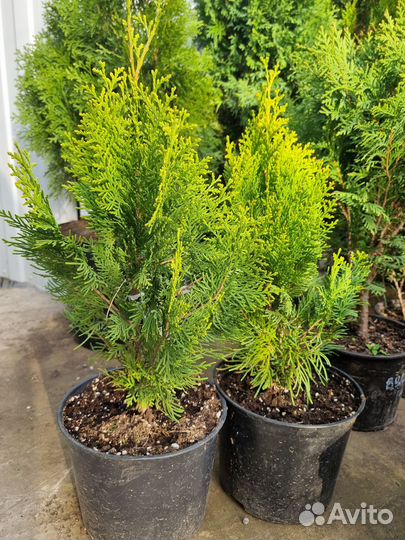 Туя смарагд