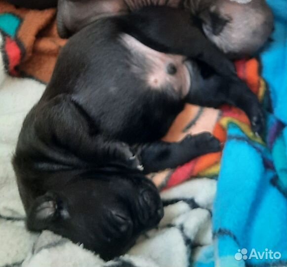 Ксоло мексиканская голая собака девочка медео