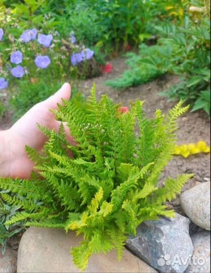 Растения д/альпийской горки/рокария