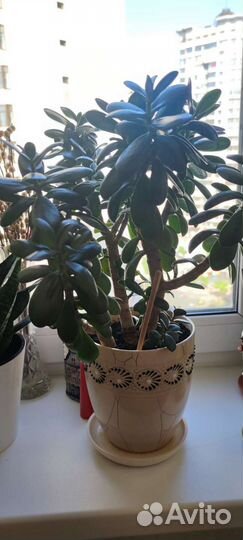 Комнатные растения цветы