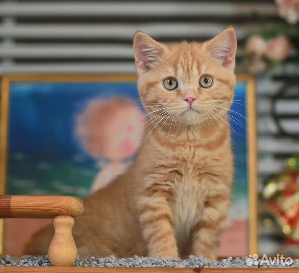 Рыжик и черепашка