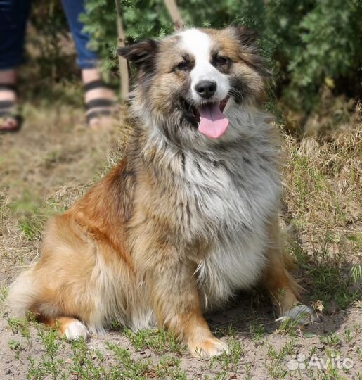 В добрые руки очаровательная Боня