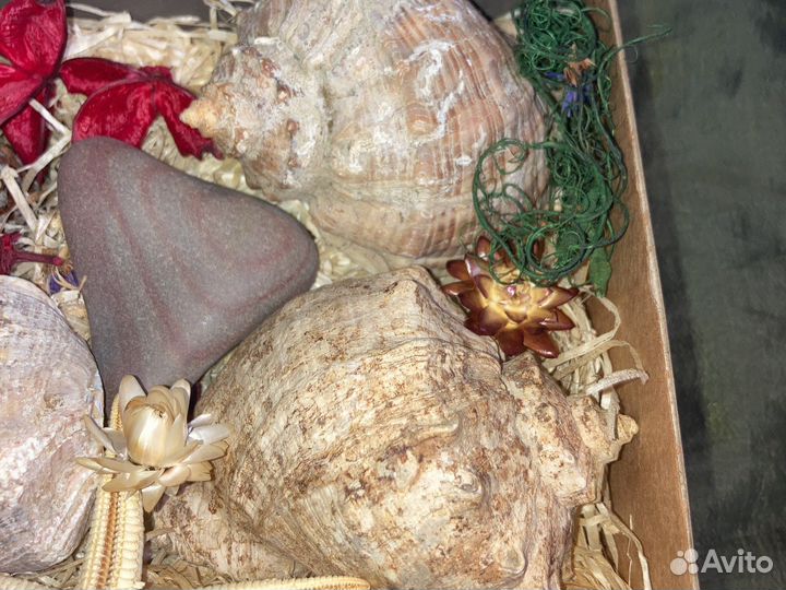 Ракушки для аквариума или украшения