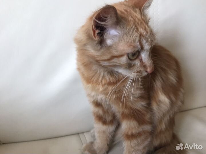 Котик в добрые руки