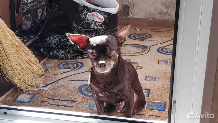 Вязка собак той терьеров