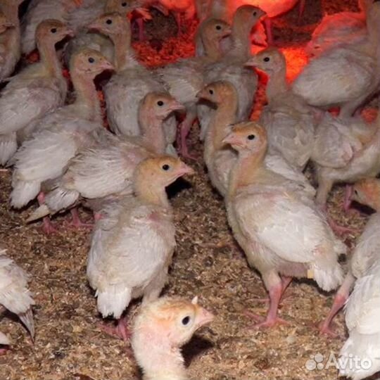 Индюшата Биг 6