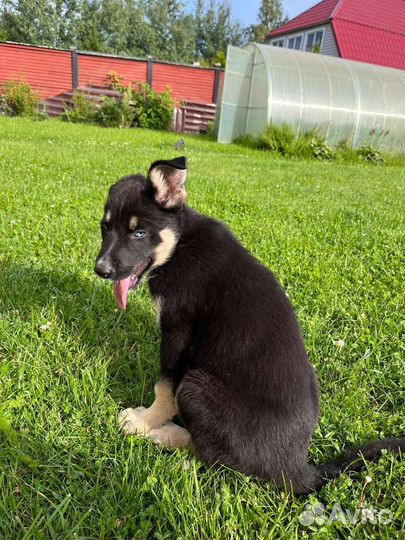 Щенки метисы хаски