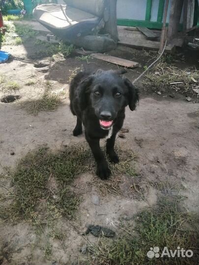 Щенок от спаниеля