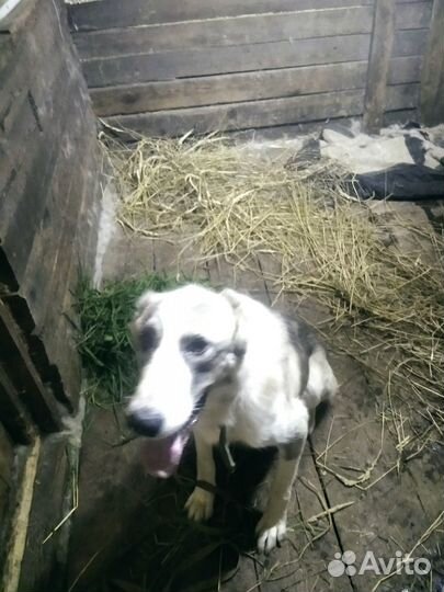 Отдам бесплатно собаку