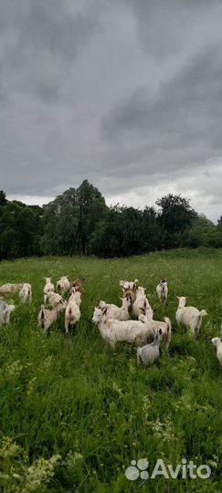 Молодые козлики от молочных коз, молодые козы