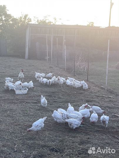 Куры несушки