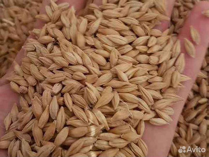 Зерно ячмень