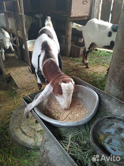 Козы камори