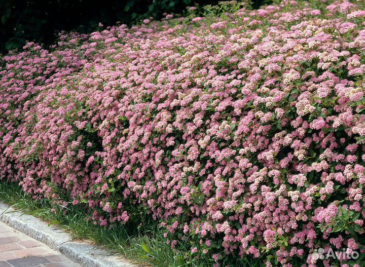 Саженцы Спирея японская Литл Принцесс