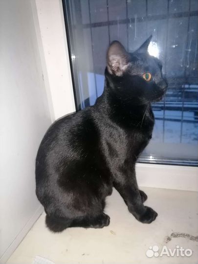 Кошка