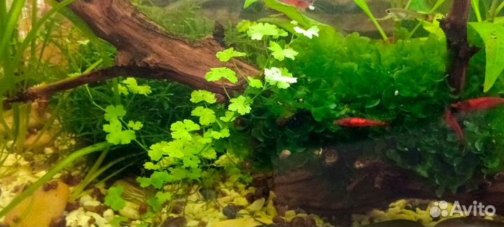Аквариумные растения прополка