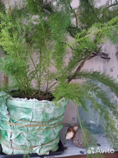 Аспарагус (большой куст)