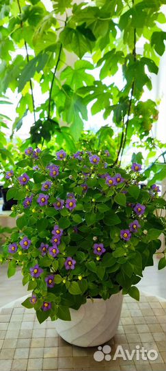 Экзакум (персидская фиалка)