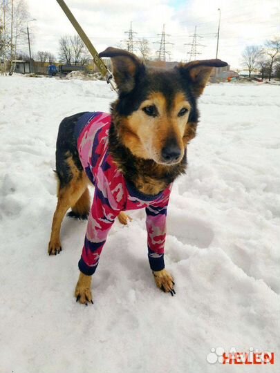 Собака в добрые руки