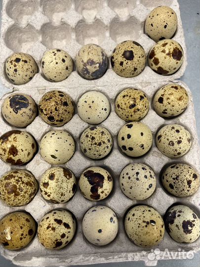Яйца перепелиные