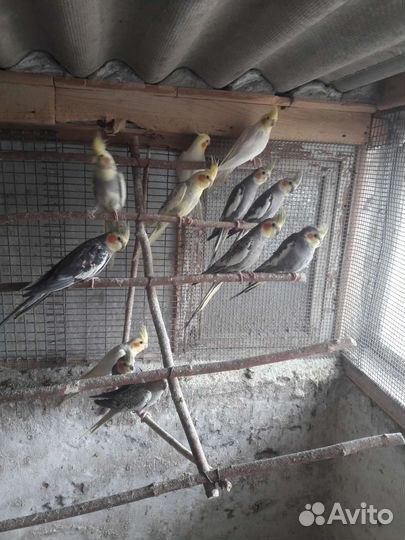 Попугаи карелла