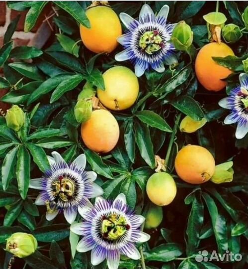 Пассифлора голубая