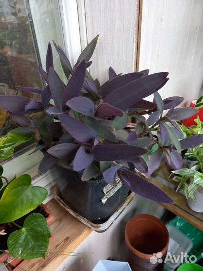 Комнатные цветы/ Традесканции (сеткреазия)каллизии