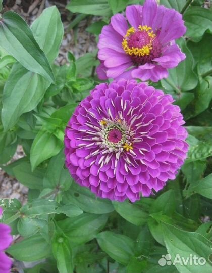 Цинния георгиноцветковая Лаванда 0,5 гр