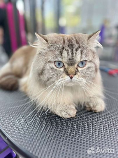 Хайленд скоттиш