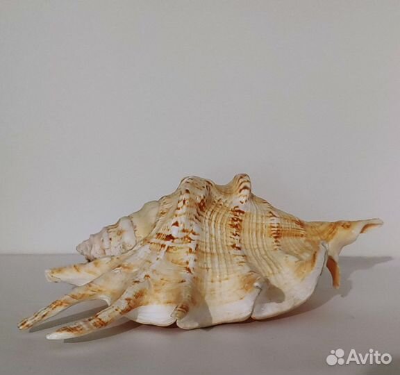 Ракушки для аквариума