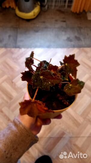 Комнатные цветы