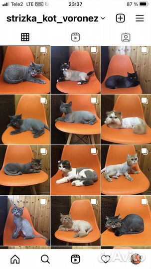 Стрижка кошек