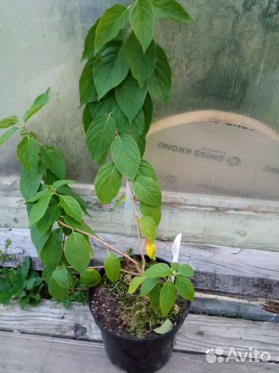 Саженцы гортензии