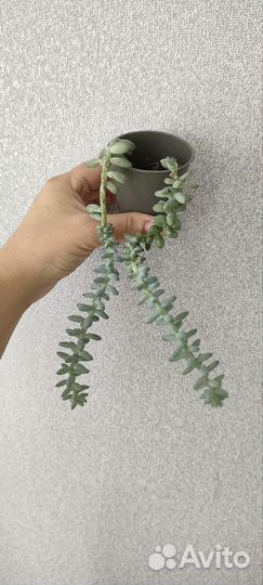 Суккуленты