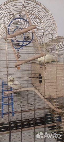 Волнистые попугаи пара