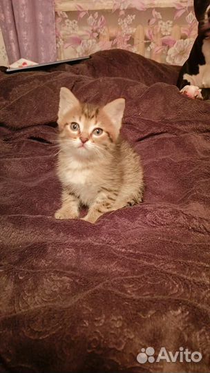 Отдам двух котят мальчик и девочка