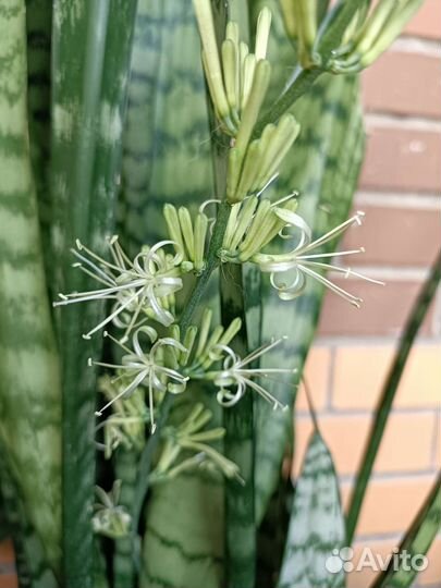 Сансевиерия, щучий хвост, тёщин язык