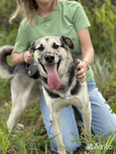 Молодой пёс из приюта ищет дом