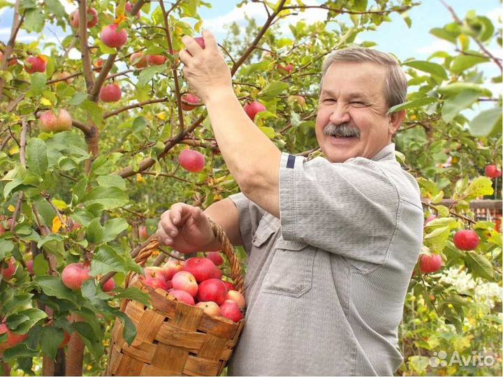 Вахта сборка фруктов краснодарский край