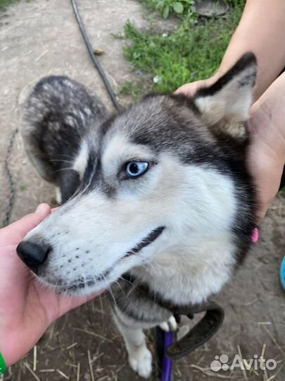 Щенок метис хаски бесплатно в дар