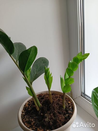 Замиокулькас