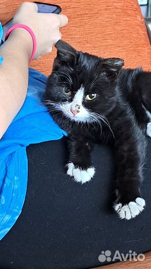 Кошка