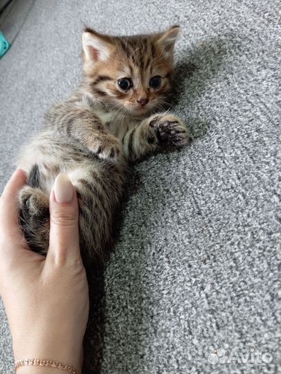 Отдам котёнка бесплатно