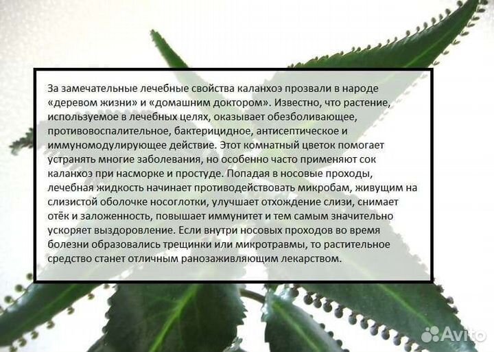 Каланхоэ лечебный