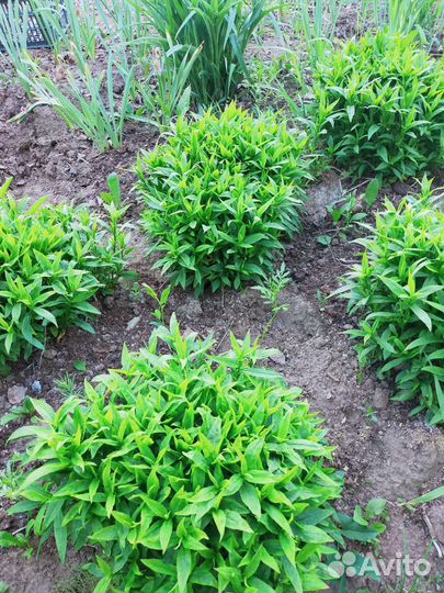 Октябринки