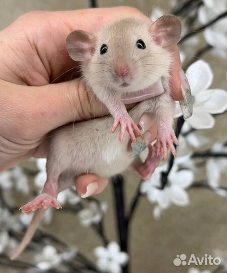 Дамбо крысы, крысята, крыса. Питомник