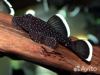 Аквариумные рыбки: сомики, скалярии, меченосцы