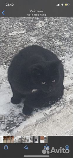 Кошка в дар